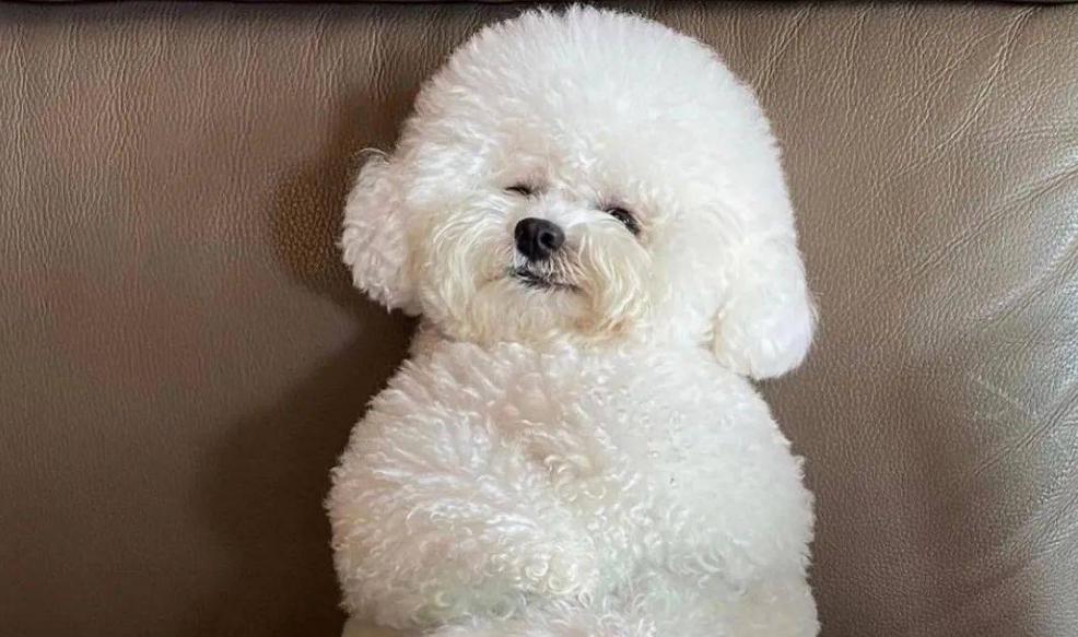 比熊为什么喜欢乱咬,比熊为什么总是爱乱咬