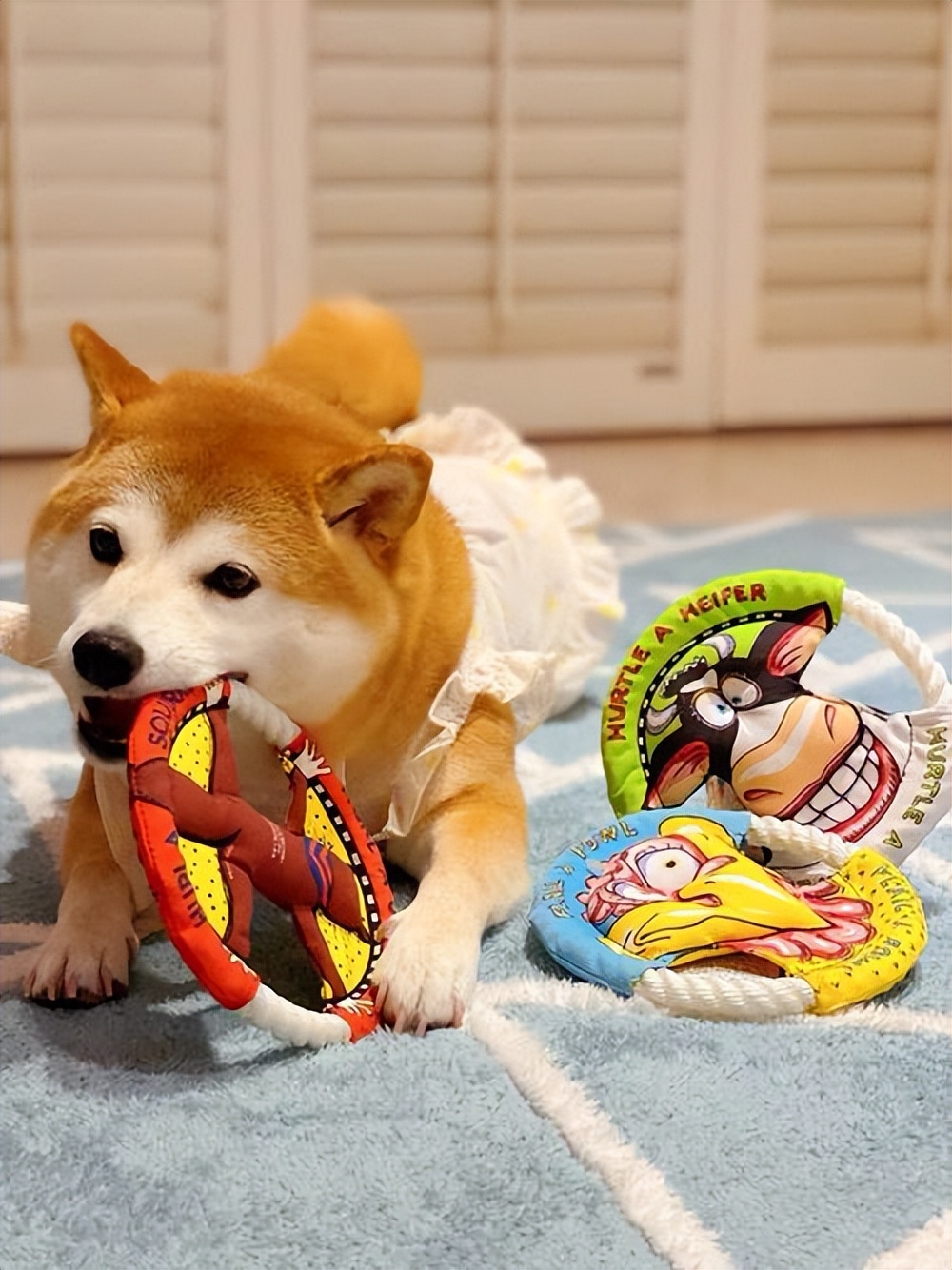 激怒狗子的方法找到了！最后一招最管用！