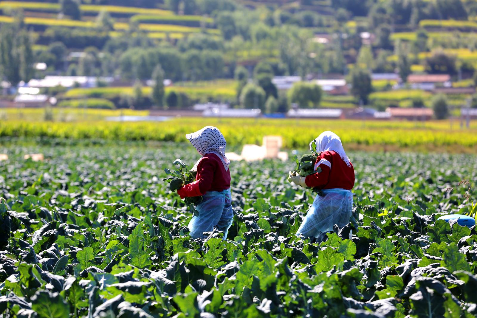 隆德农业产业园,隆德县创业扶持