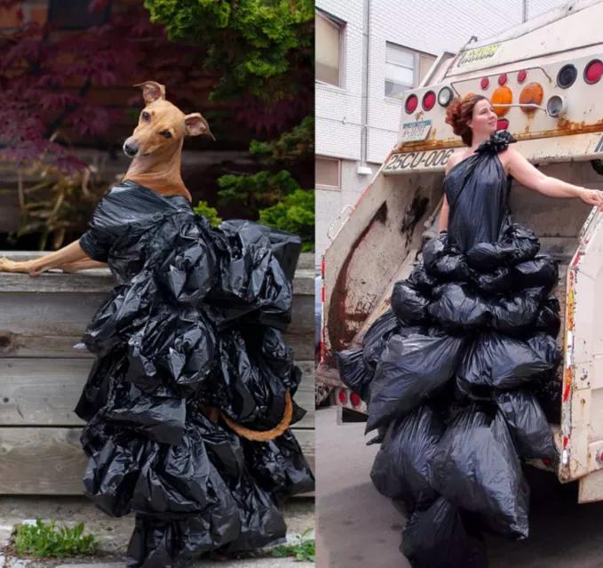 一只流浪狗被收留后成功的逆袭了,一只被遗弃狗狗的逆袭之路