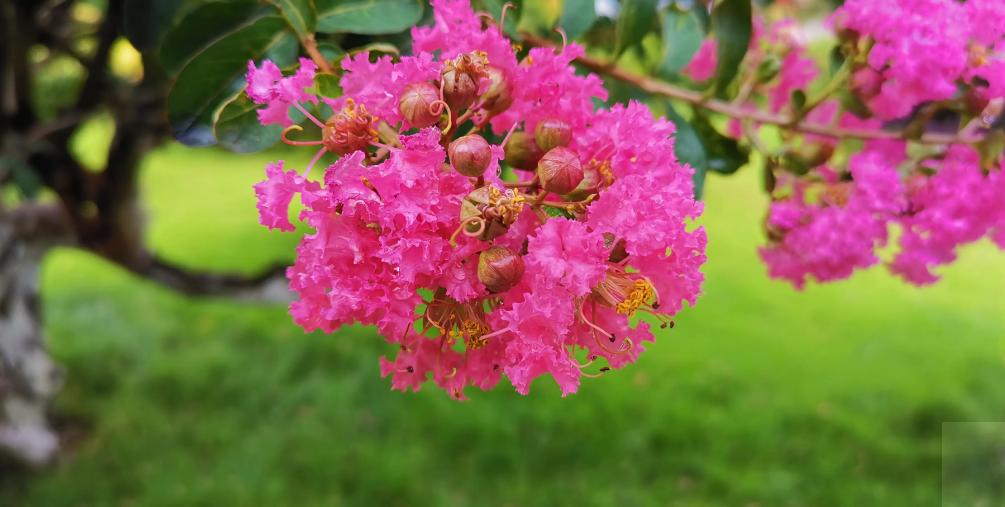 一树紫薇开，古诗词里的紫薇花，繁花似锦赏心悦目，可与牡丹媲美