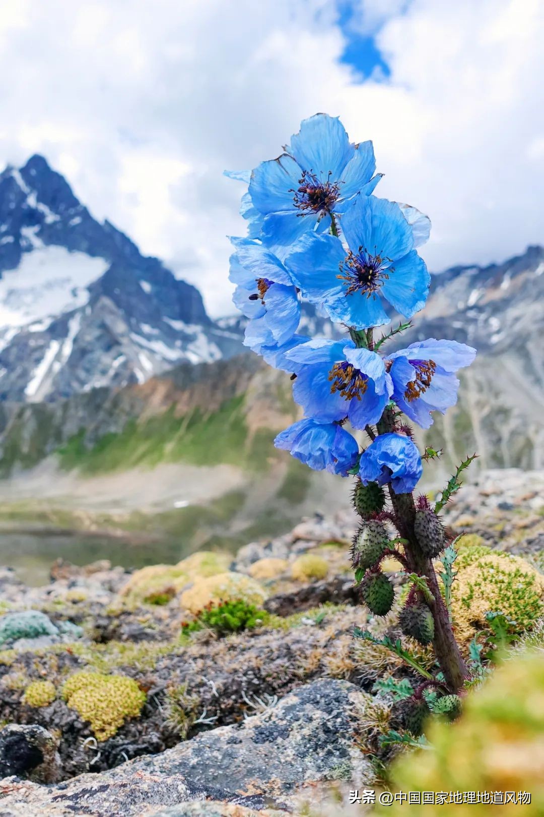 我国哪里盛产火龙果,全国最大的火龙果基地是哪里