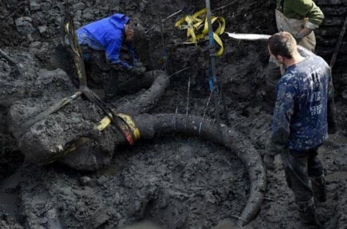 北极挖出冰冻4万年的生物,地下挖出千年老黄金