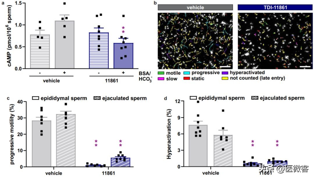 快速避孕药多长时间有效,男性避孕药吃多久起效