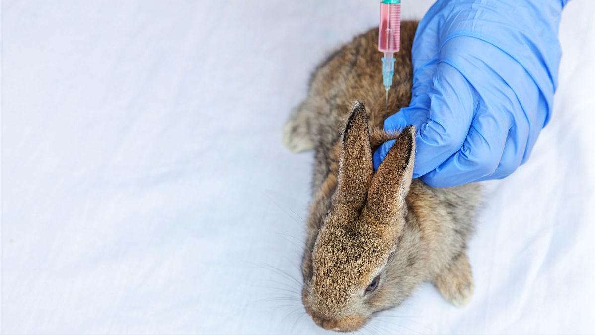 养殖场疾病,养殖兔子生病的状态和解决办法