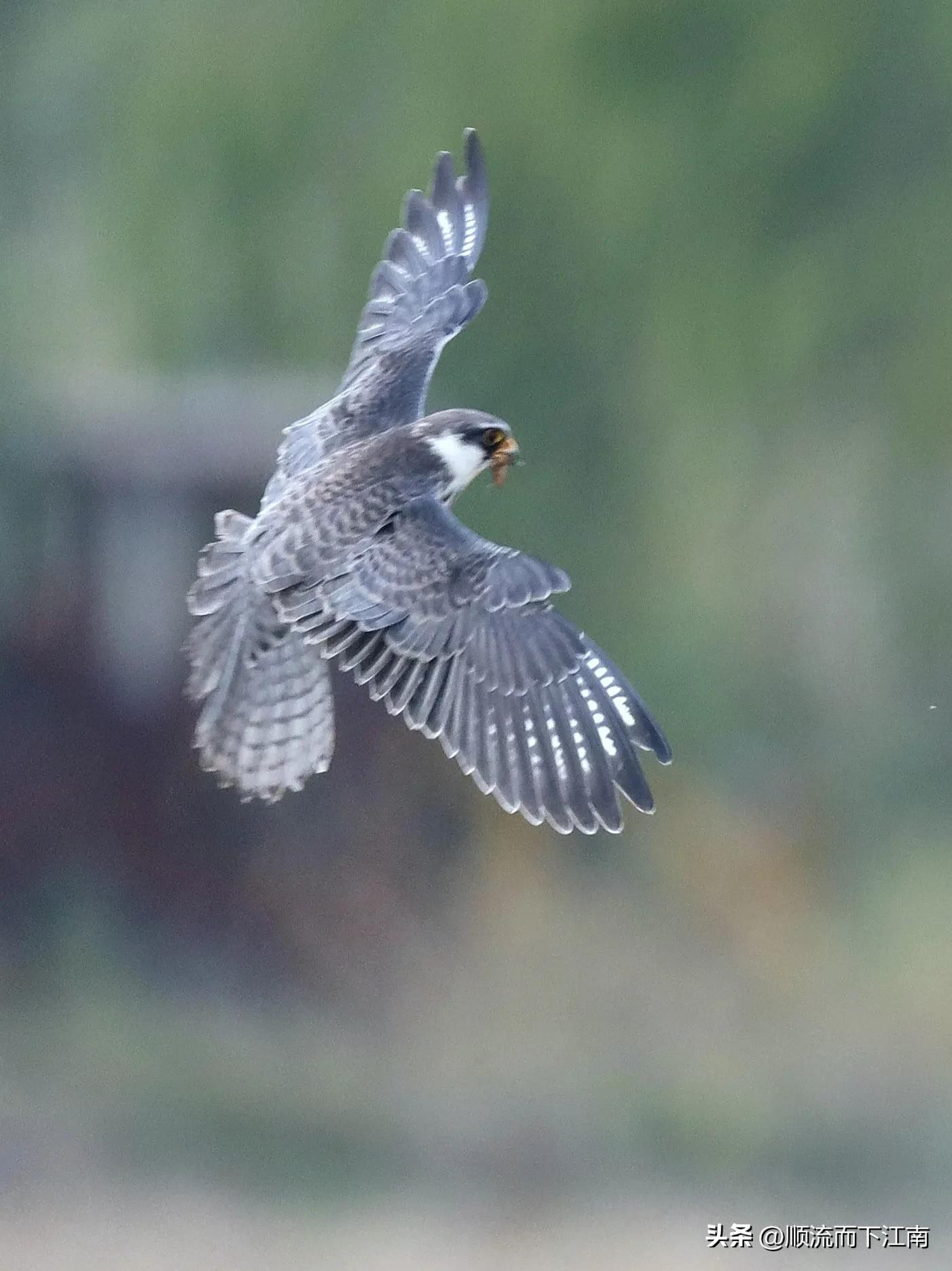红脚隼叫声,红脚隼