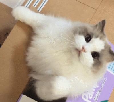 最受好评的猫,好评的猫