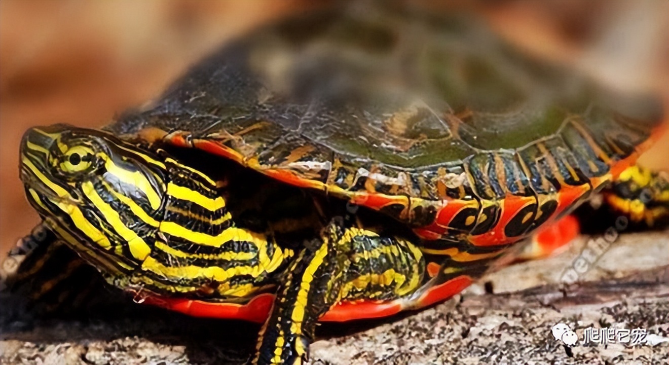 宠物饲养手册龟类水栖龟,养龟新手要选什么龟