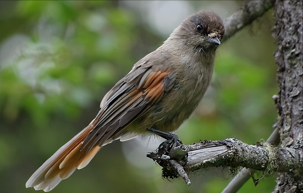 鸟儿大全高清图,高清珍稀鸟动态图片大全