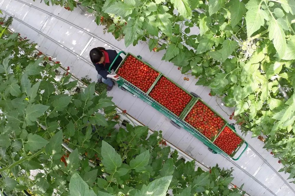 乡村振兴培训品牌标准,农创品牌成为乡村振兴新抓手