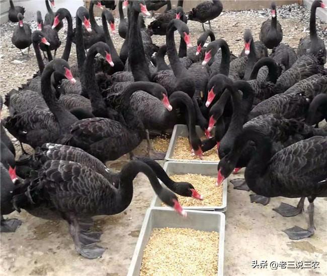 养几只黑天鹅,养十只黑天鹅一年能赚多少钱
