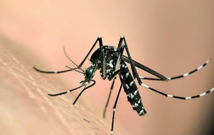 消灭蚊子有什么新方法,有什么方法可以彻底消灭蚊子