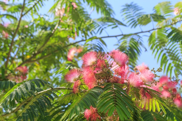*欢合**蠲忿，赏*欢合**花古诗词