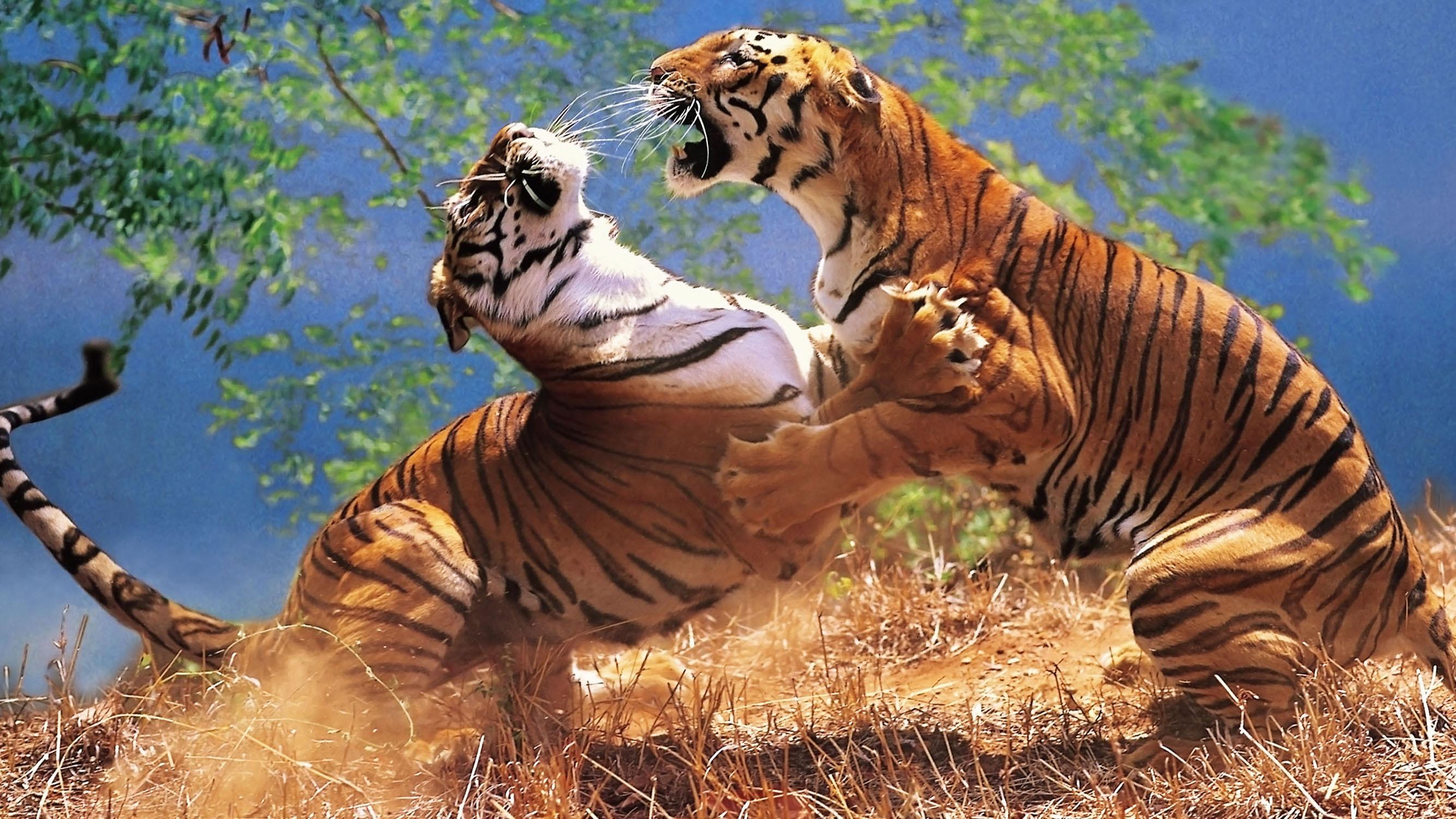 山魈vs老虎，当猴科老大遇到猫科二弟，谁会笑到最后呢？