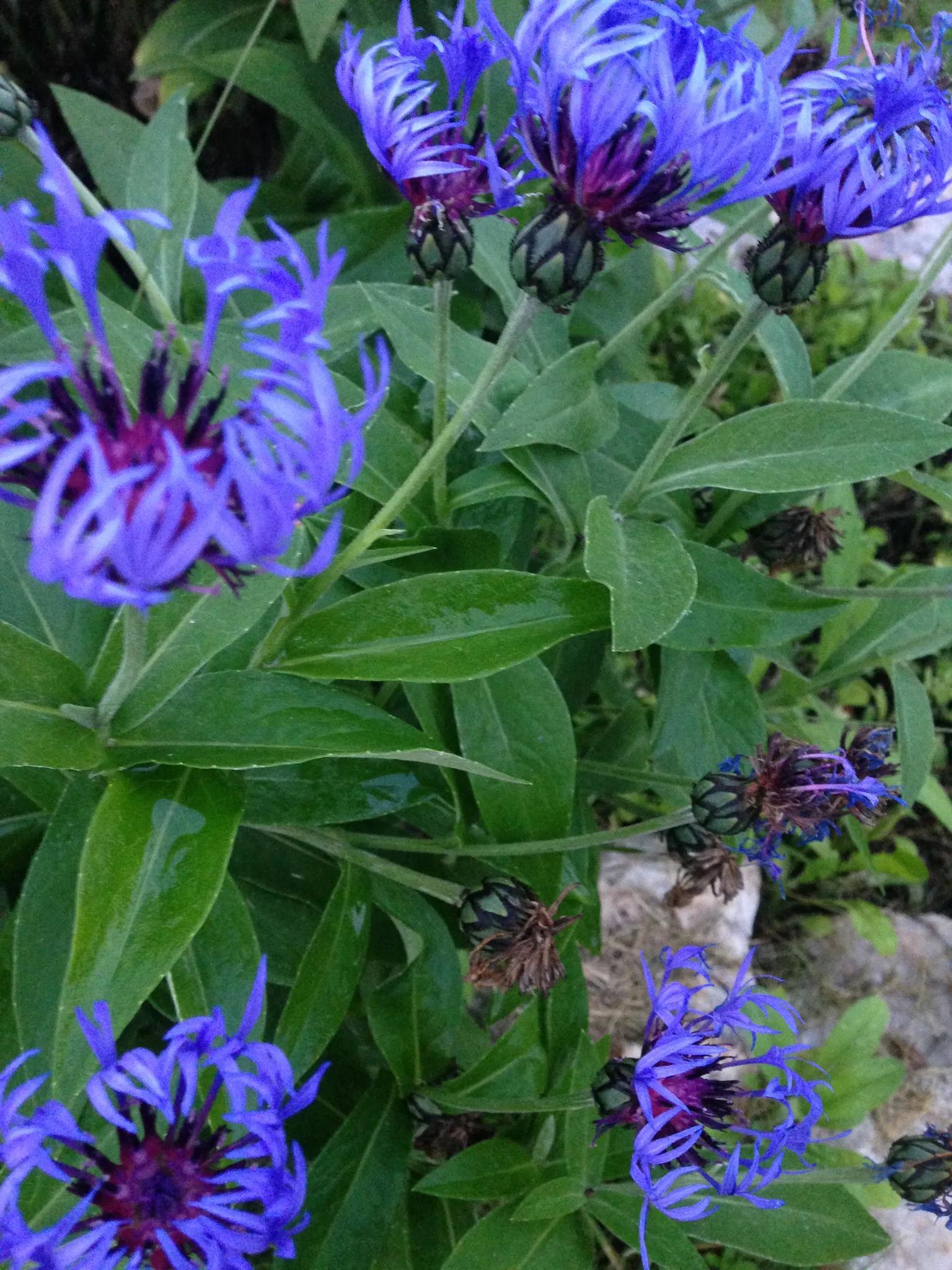 十大名花花卉,国画花卉图片大全