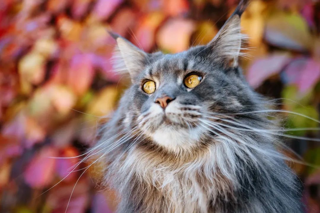 奇怪的蓝星人，小猫咪不懂