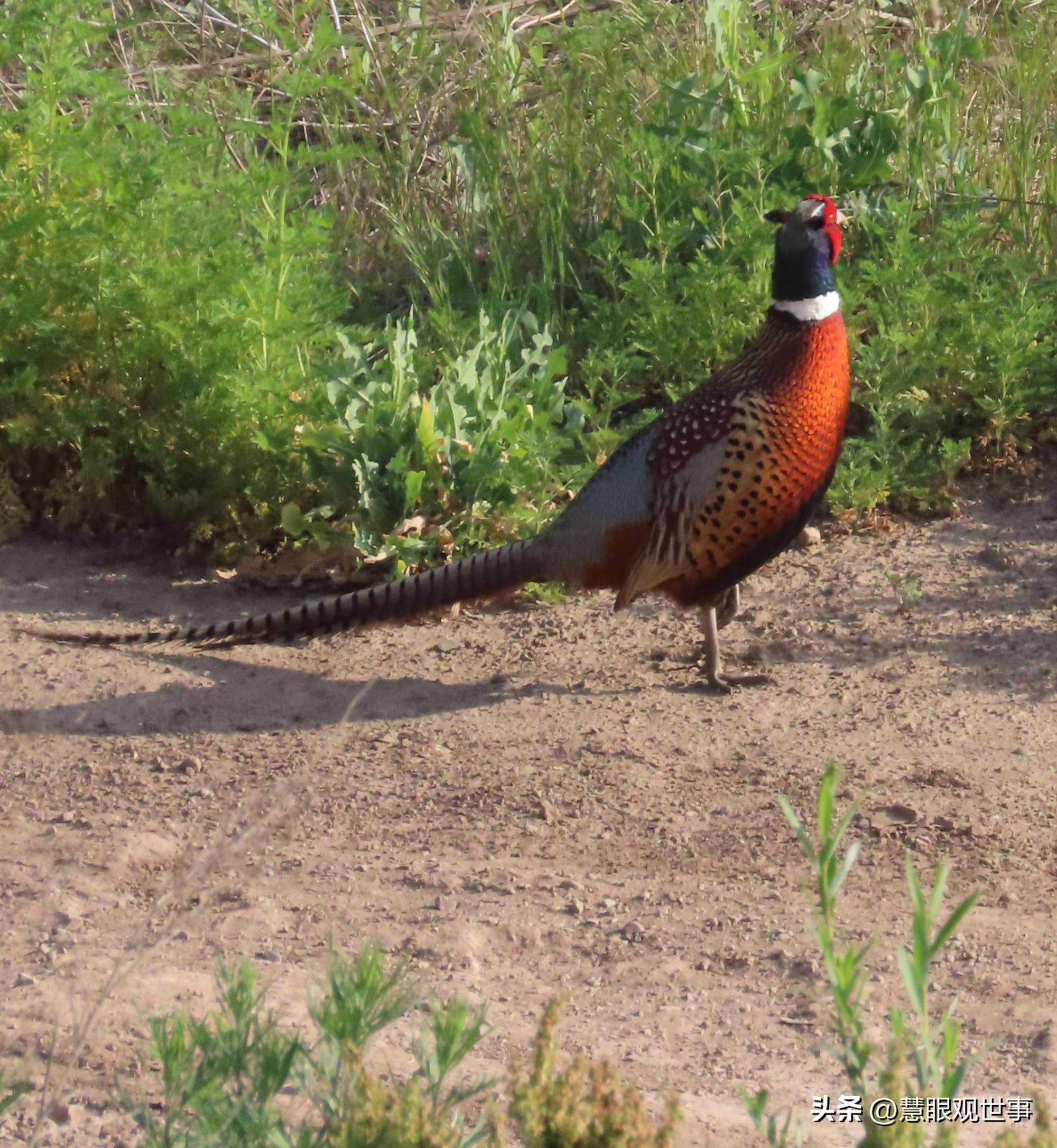 中高考必考古诗词,中高考必背古诗词朗诵