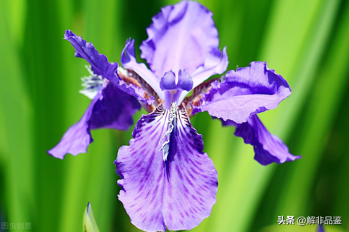 蓝色妖姬19朵代表什么,蓝色妖姬99朵代表什么