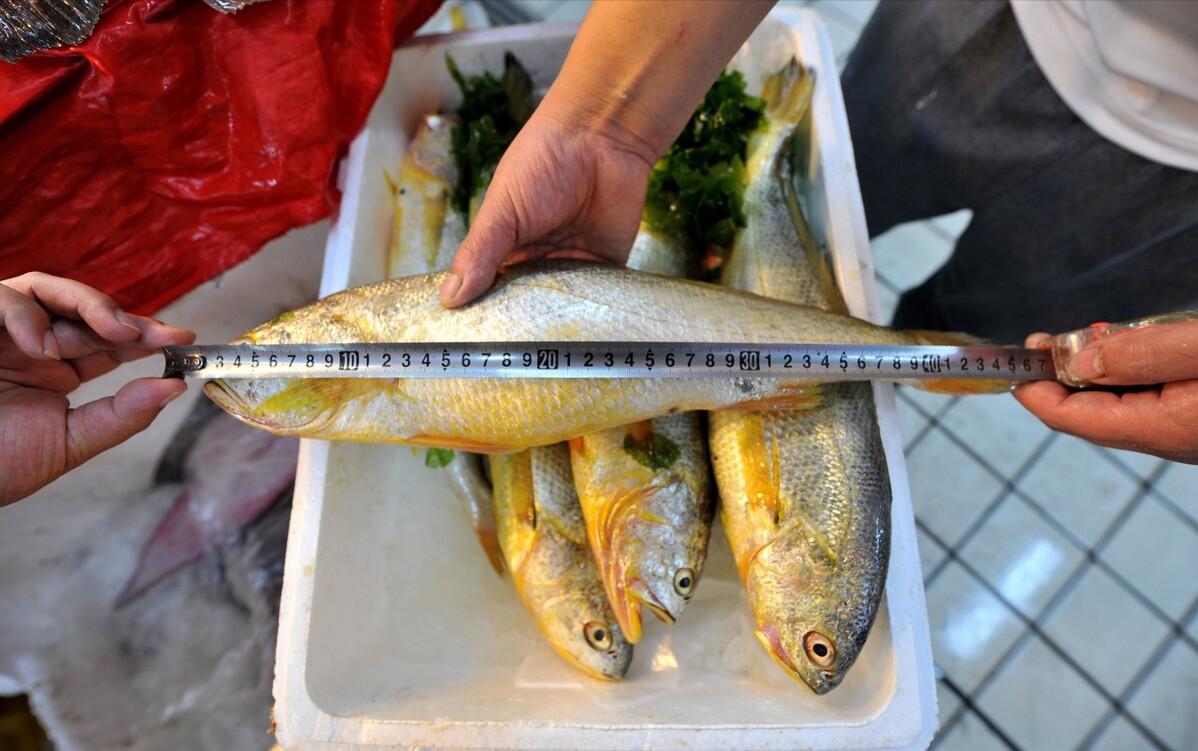 渔民一网捞出2450公斤野生大黄鱼,浙江渔民抓到黄鱼卖了近亿元
