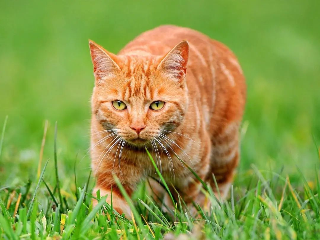 上厕所为什么又叫解手,上厕所为何叫解手