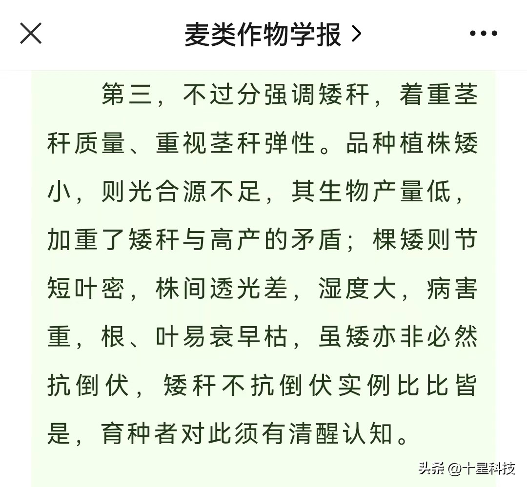 石麦小麦品种哪个好,石麦18和山农29哪个好