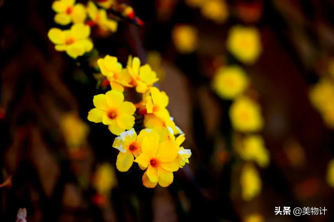 迎春花是不是在春天开放,春天真的要来了迎春花开了