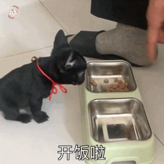 法斗大便带血怎么办,法斗幼崽大便稀还吐精神好