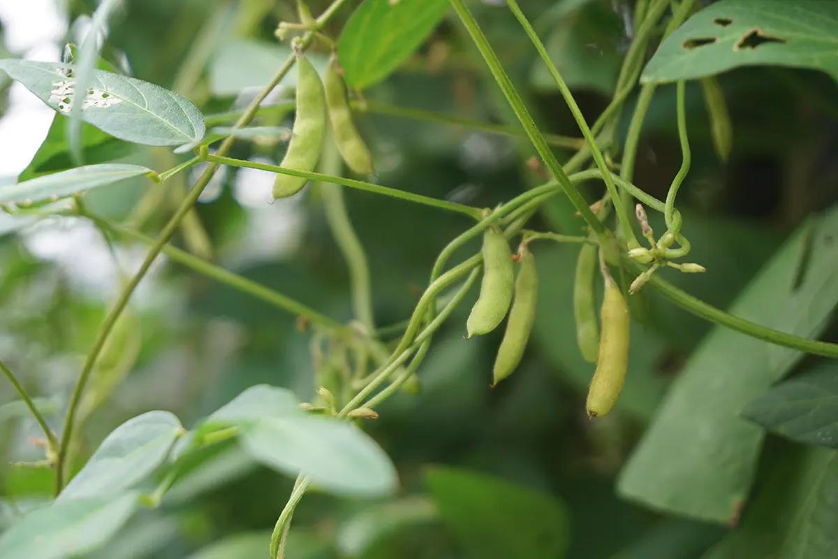 我国的野大豆究竟多重要？美国用1粒我国野豆，改变全球大豆格局