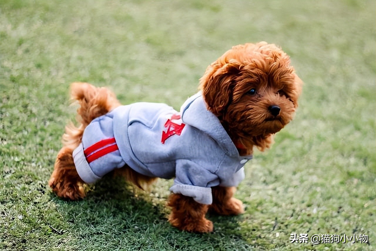 泰迪为啥那么讨人厌,泰迪真的好色么