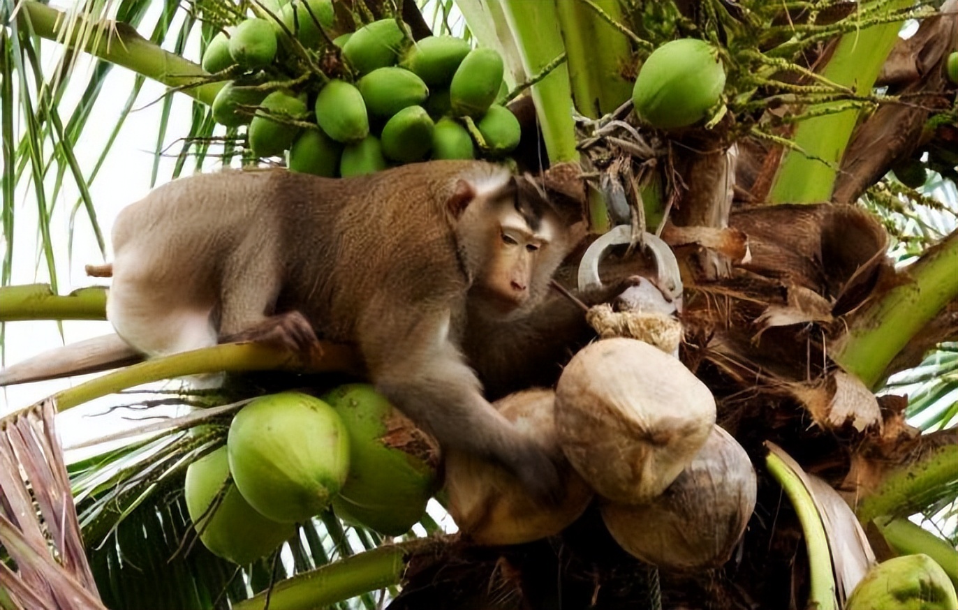 英国反对泰国用猴子摘椰子,泰国人逼迫猴子摘椰子