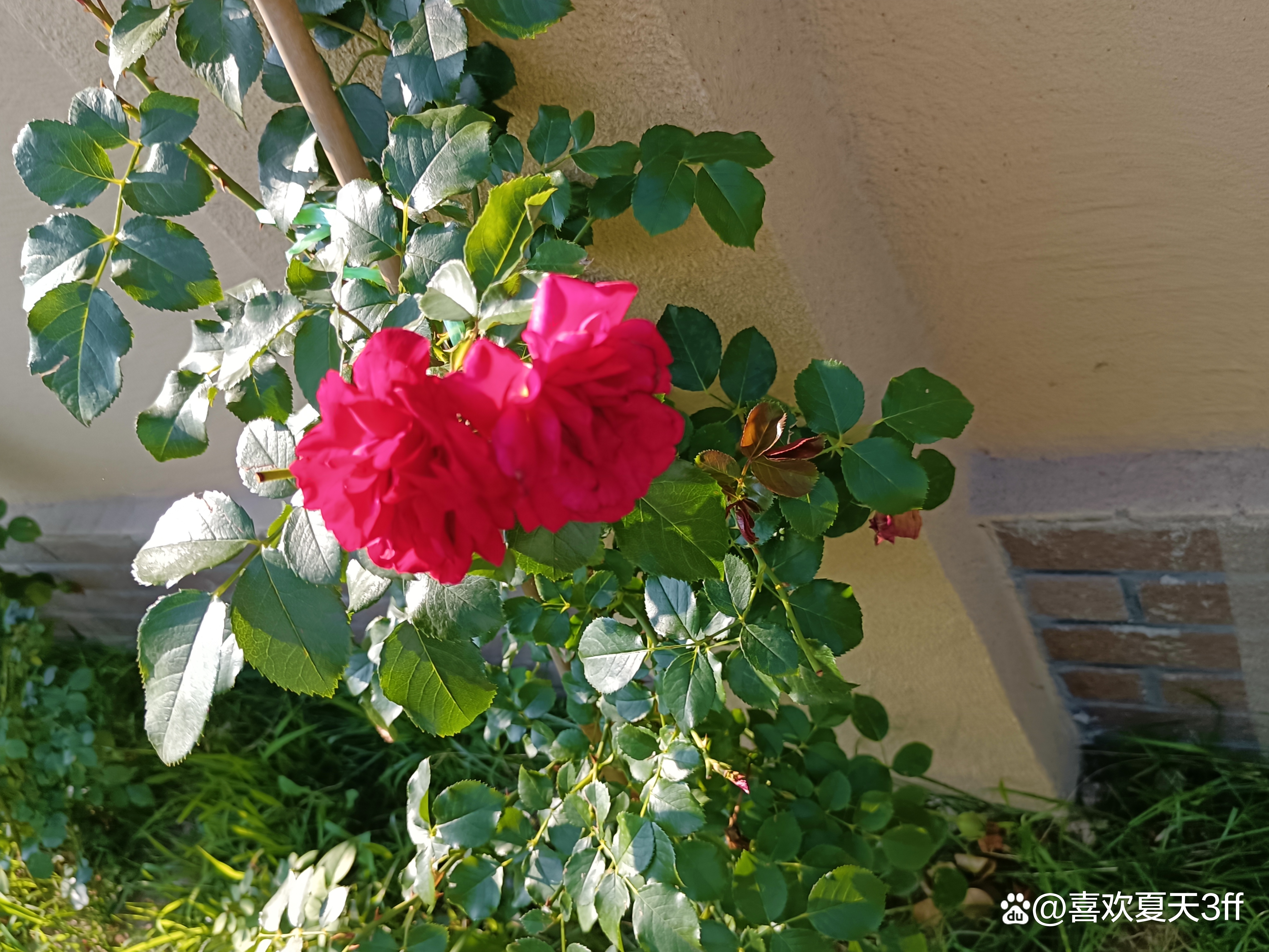 初秋时节鲜花盛开姹紫嫣红,花开初夏花香四溢