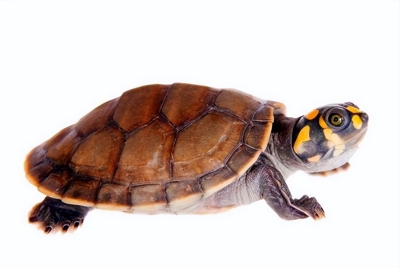 黄头侧颈龟饲养方法和注意事项,黄头侧颈龟长大怎么变黑色了