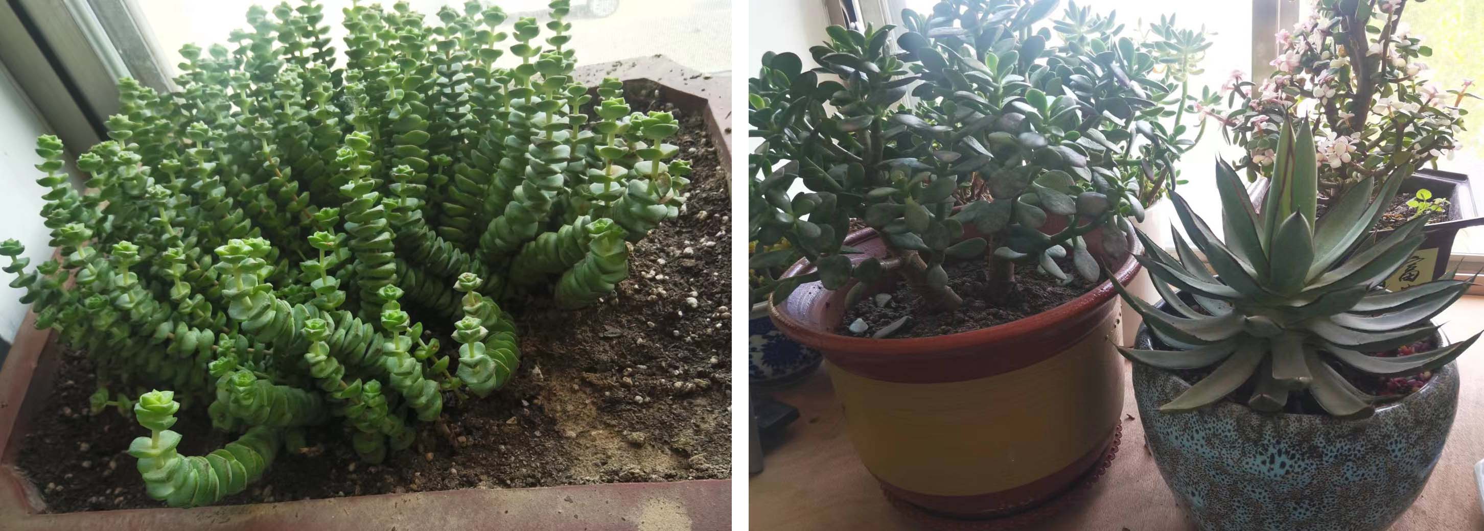 风云四季无余乐，一片痴情寄绿园，哪些往事让养花大叔最常追忆？