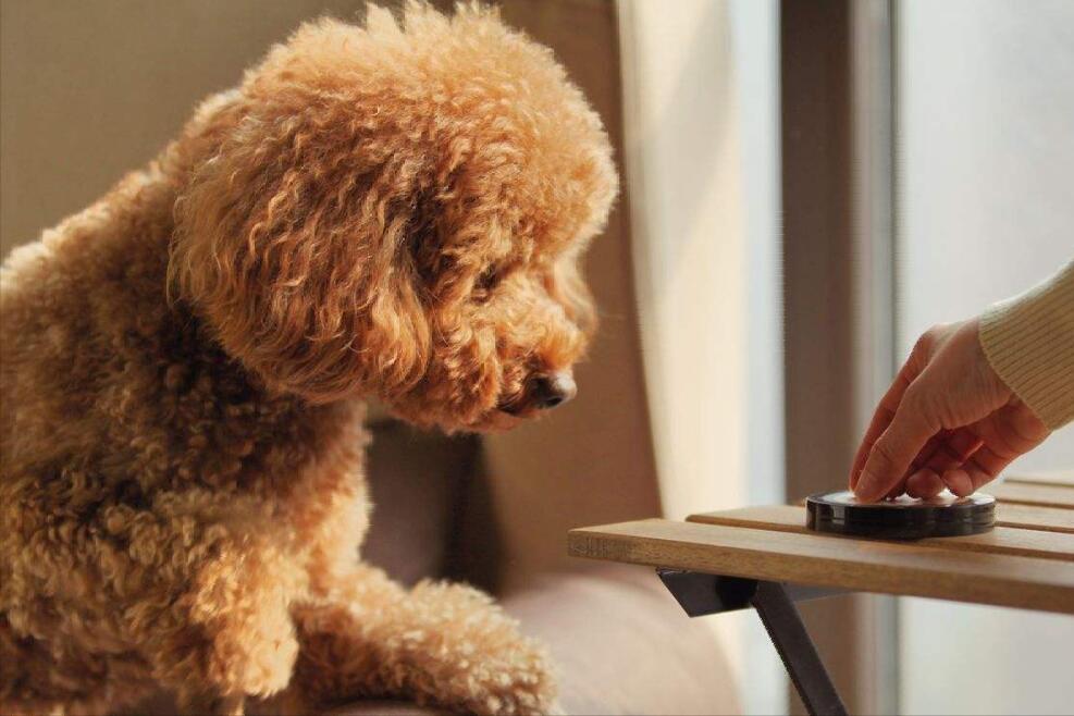 泰迪咳嗽吃什么药效果好？为什么咳嗽？