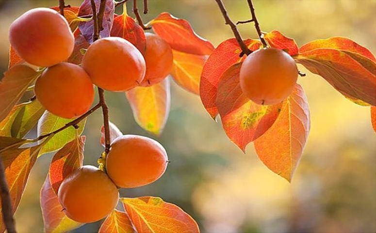 空腹吃柿子为什么会结石,空腹食用柿子当心结石作怪