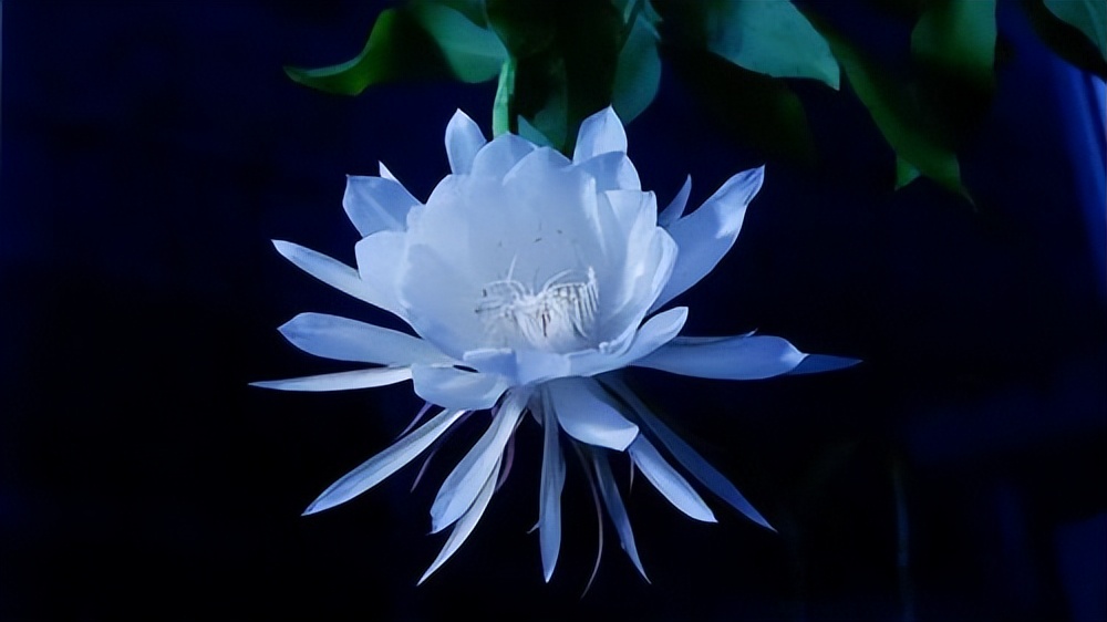 与植物有关的成语是树寒什么什么,与植物有关成语