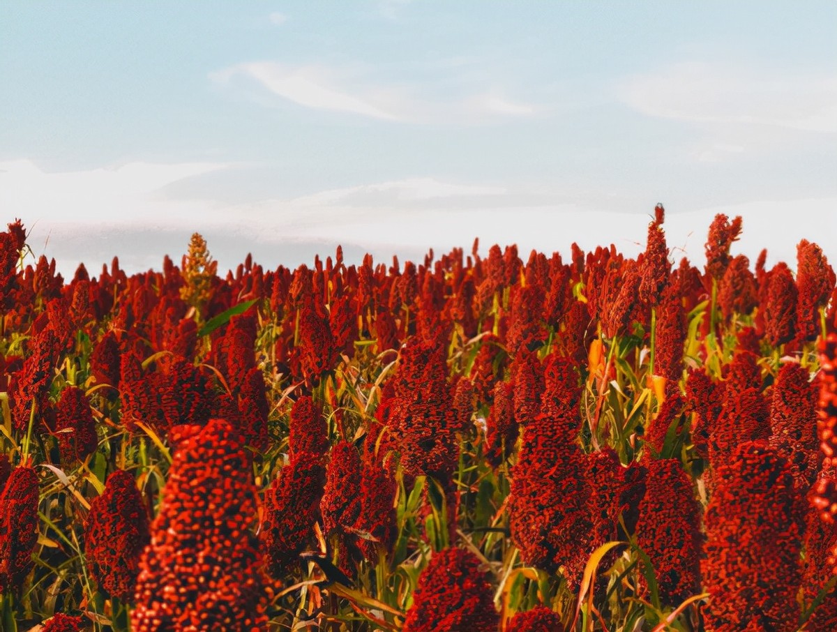 白酒是适合夏天喝还是冬天喝,夏季喝白酒的正确方法