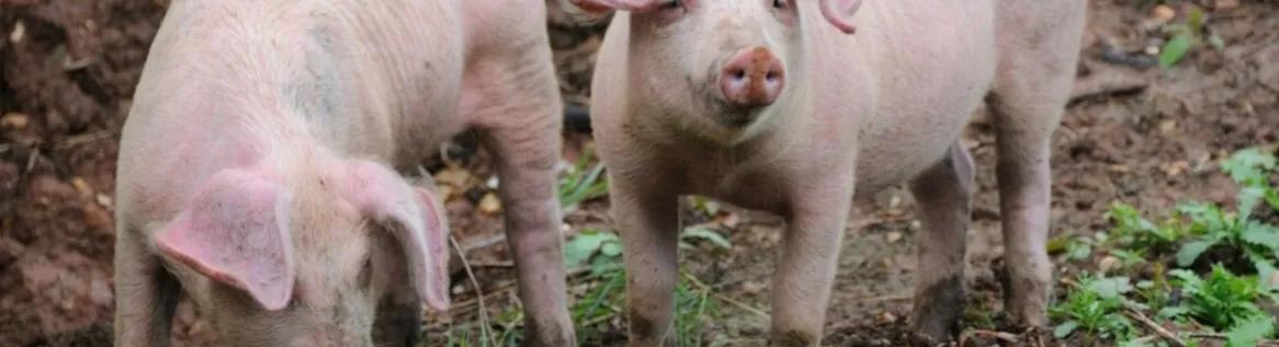 小猪佩奇英文诗歌,小猪佩奇英语绘本故事