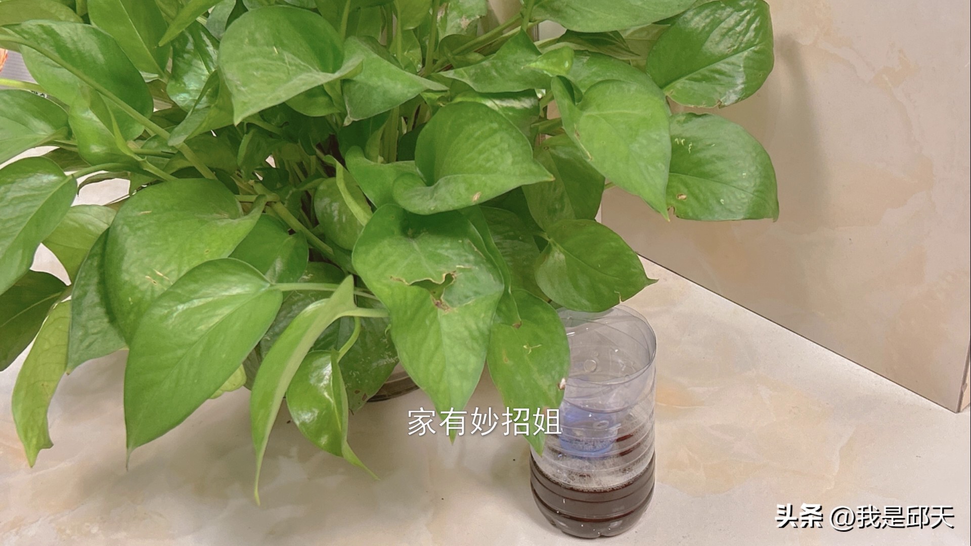 家里蚊子多有什么方法灭蚊子,消灭家里的小蚊子妙招
