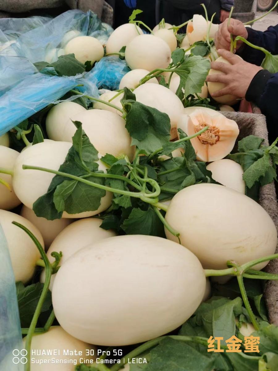 甜瓜哪个品种比较好卖,最新甜瓜产地价格