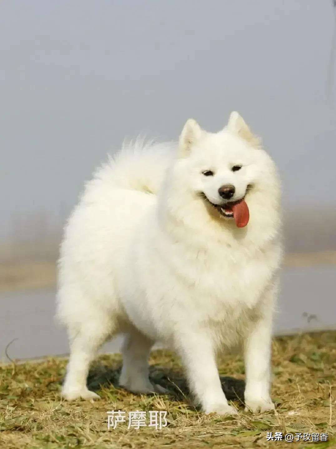 宠物狗应该怎么养详细介绍科普,宠物狗喂养及训练方法有哪些