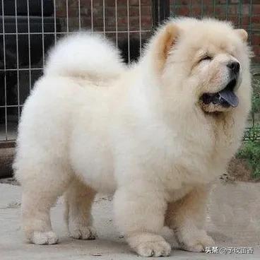 狗的种类常见宠物狗的品种及特点,宠物狗种类及特点