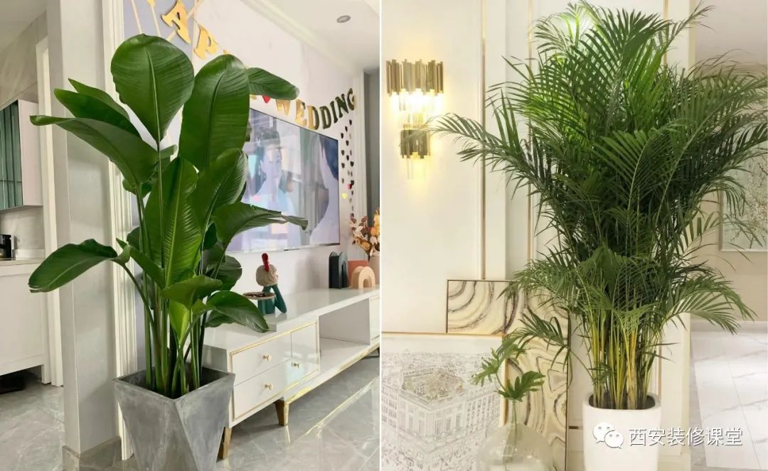 室内绿植软装搭配案例怎么摆,绿植与轻奢结合的软装搭配