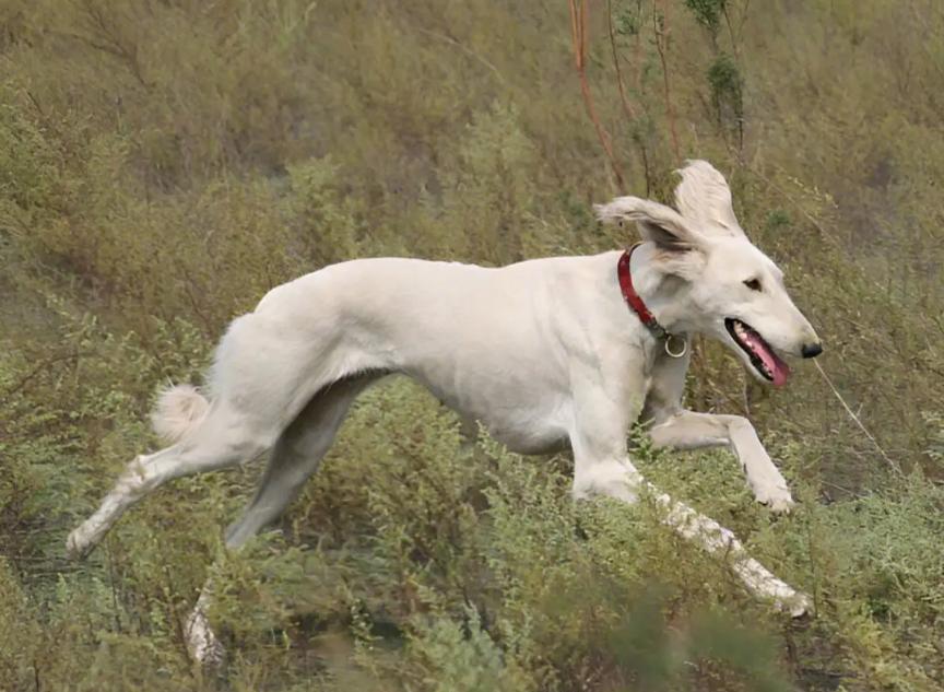 狗狗都有哪些常见的品种,狗狗品种大全常见的9大犬种