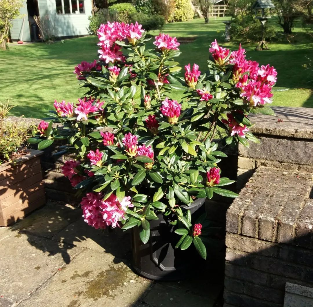 养花的土偏碱怎么改善,给花浇水怎么调酸碱性