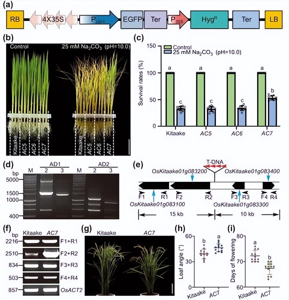 现代农业研究：水稻重金属P型ATP酶OsHMA6可能是铜外排蛋白