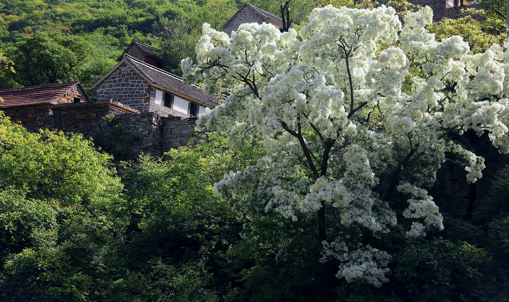 石大沟流苏,大石沟流苏花