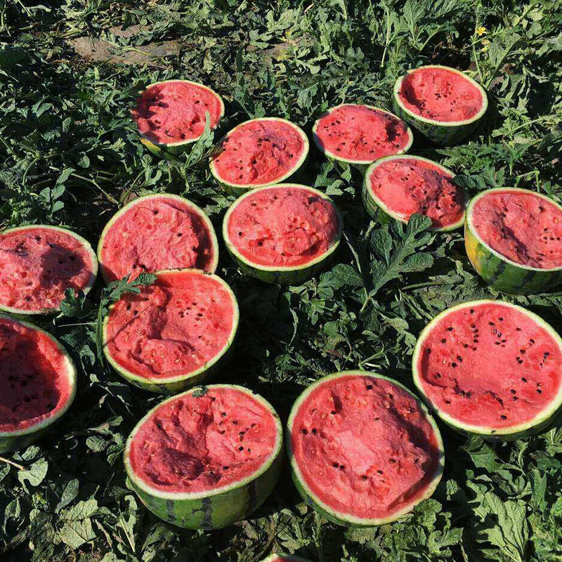 抗病抗裂强西瓜品种,不裂果的早熟西瓜品种