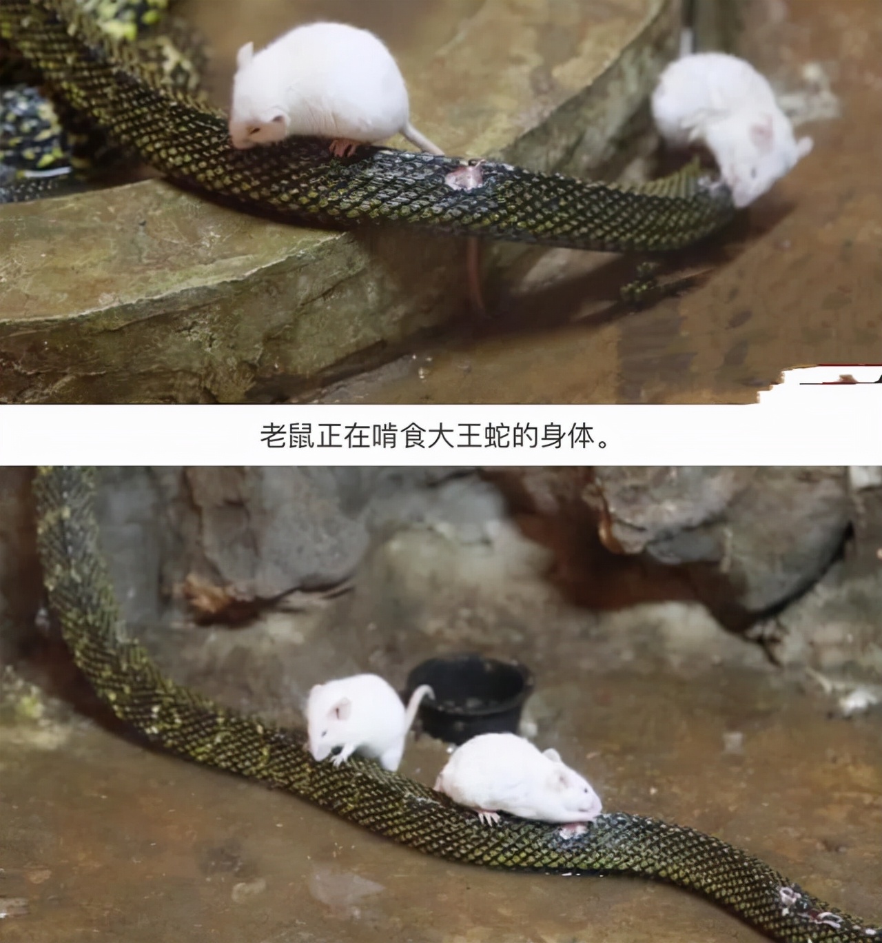 福建一工地挖出“冬眠”蟒蛇,一工地挖出“冬眠”蟒蛇