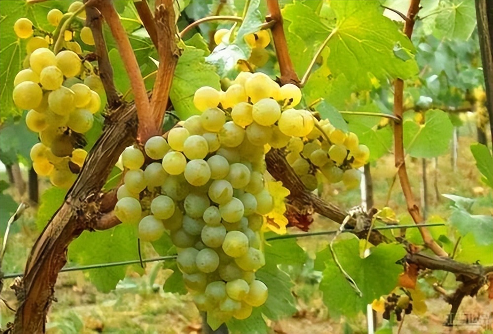 勃艮第传统霞多丽,勃艮第最好的霞多丽